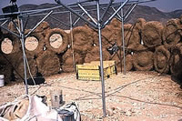 birds, birdwatching, Israel, birding tours, Eilat
